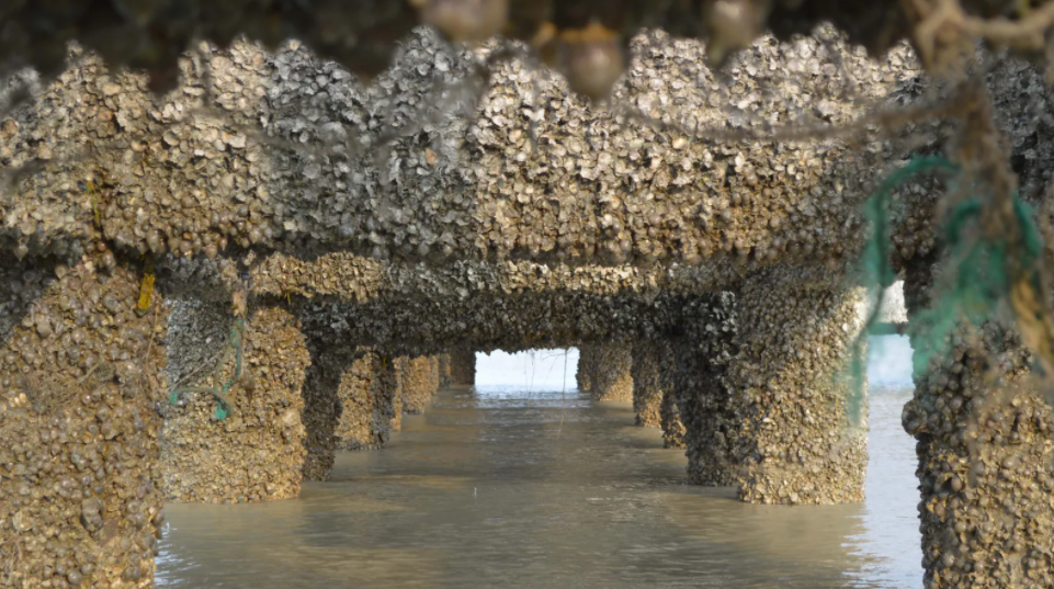 Oysters u rritën spontanisht në shtyllat prej betoni pranë një bankie në ishullin Kutubdia, duke u dhënë studiuesve shpresë se ata do të kolonizonin gumën e re ( ©: M. Shah Nawaz Chowdhury)